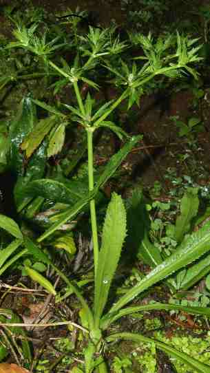 Eryngium foetidum: Sawtooth coriander flowering plant