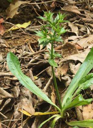 Eryngium foetidum: Wild wachsende Pflane von Mexikanischem Koriander