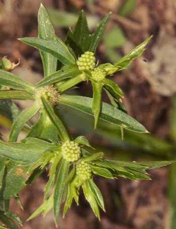 Eryngium foetidum: Umbel heads of Mexican coriander flower