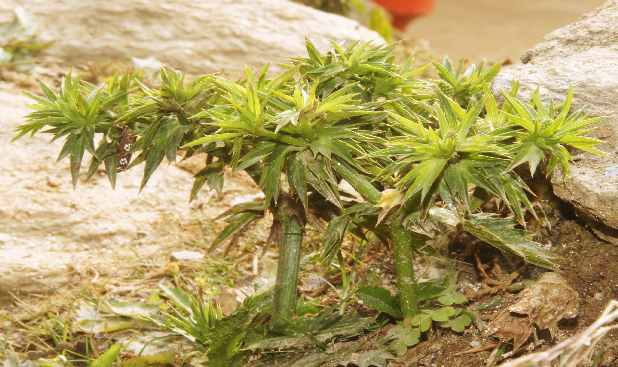Eryngium foetidum: Jungpflanze des mexikanischen Korianders