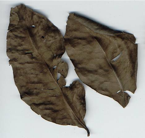 Eugenia polyantha/Syzygium polyanthum: Dried salam leaves