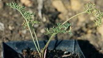Ferula asafoetida/assa-foetida: Young asafetida plant