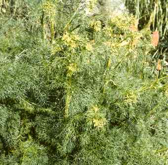 Ferula assa-foetida/asafoetida: Blühende Stinkasantpflanze