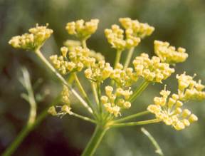 Ferula assa-foetida: Asafoetida flower