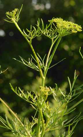 Ferula assa-foetida: Blühende Stinkasantpflanze