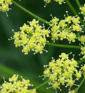 Ferula assa-foetida: Close-up Hing flowers