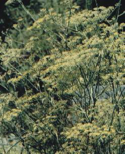 Foeniculum vulgare: Fenchelpflanzen