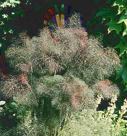 Foeniculum vulgare: Bronze fennel