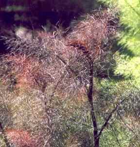 Foeniculum vulgare: Sterile bronze fennel