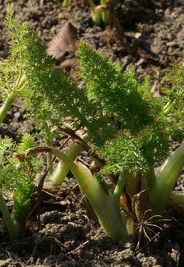 Foeniculum vulgare: Sprouting fennel plants