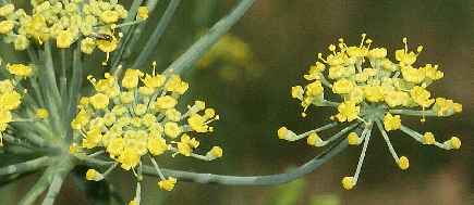 Foeniculum vulgare: Fennel flowers