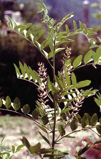 Glycyrrhiza glabra: Lakritzpflanze (Suessholz)