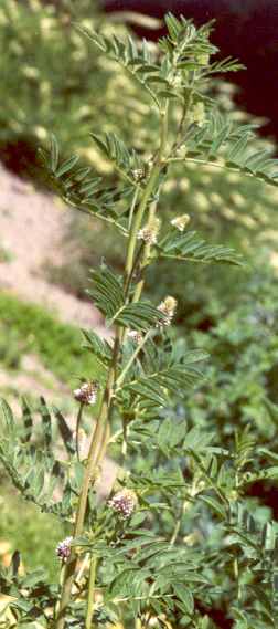 Glycyrrhiza echinata: Wild liquorice plants with flowers