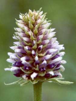 Glycyrrhiza echinata: Russische Lakritze Blüte