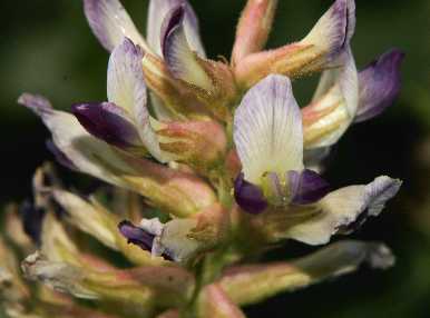 Glycyrrhiza glabra: Liquorice flower close-up