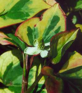 Houttuynia cordata: Chamaeleonpflanze (Zuchtform)