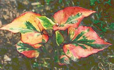 Houttuynia cordata: Chamäleonblatt, sterile Pflanze
