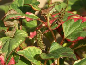 Houttuynia cordata: Fruchtende Chamäleonpflanze