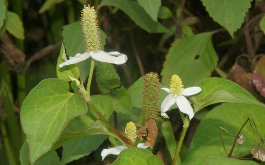 Houttuynia cordata: Chamäleonpflanze mit Blüten (Helambu/Nepal)
