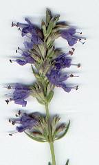 Hyssopus officinalis: Hyssop flower