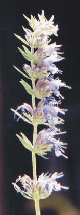 Hyssopus officinalis: Hyssop flowers