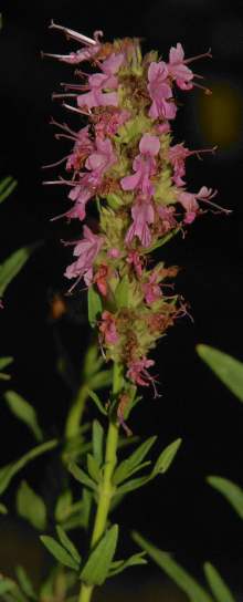 Hyssopus officinalis: Pink hyssop