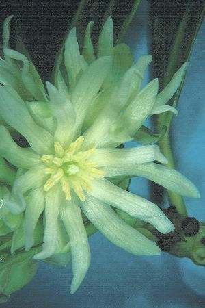 Illicium verum: Star anis flower
