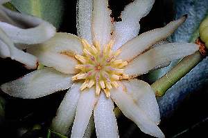 Illicium verum: Sternanisblüte