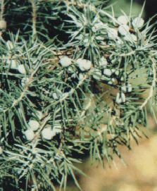 Juniperus communis: Unripe juniper berries