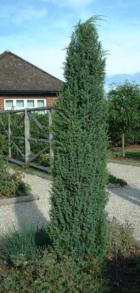 Juniperus communis: Juniper plant column