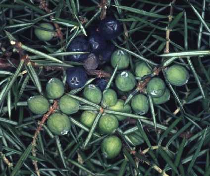 Juniperus communis: Juniper fruits