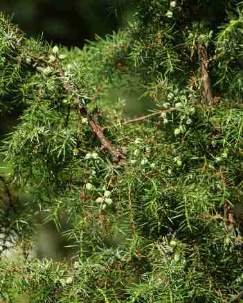 Juniperus communis: Unripe juniper berries