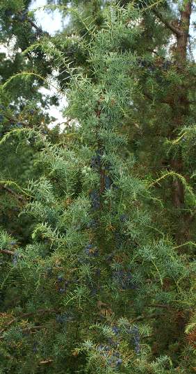 Juniperus communis: Juniper tree with ripe cones