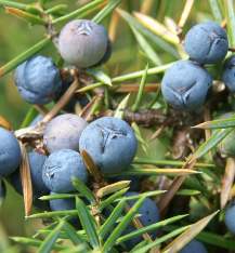 Juniperus communis: Ripe juniper pseudofruits