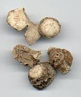 Kaempferia galanga: Lesser galanga (dried rhizome)