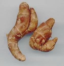 Kaempferia galanga: Kleiner Galgant (frisches Rhizom)