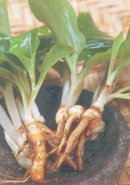 Kaempferia galanga: Junge kencur-Pflanzen