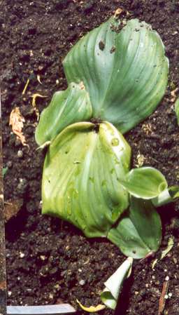 Kaempferia galanga: Sterile Galgantpflanze
