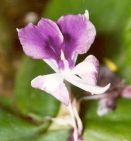 Kaempferia galanga: Blüte von indonesischem Galgant