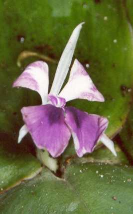 Kaempferia galanga: Kencur-Blüte