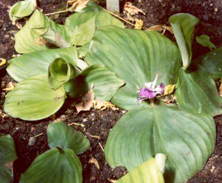 Kaempferia galanga: Lesser galanga, flowering plant