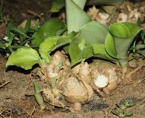 Kaempferia galanga: Kleiner Galgant spießt aus dem Rhizom