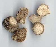Kaempferia galanga: Kleiner Galgant (getrocknetes Rhizom)i, kenchur