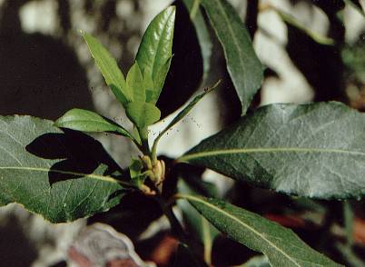 Az oleander virág mérgező vagy sem. Az oleander típusai - fénykép Rózsaszínű babér toxin