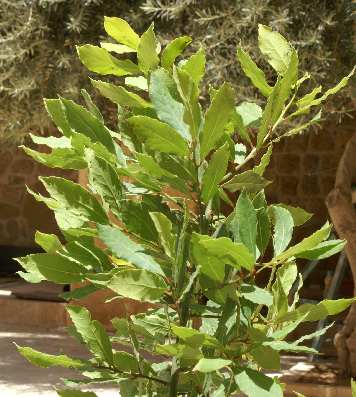 Laurus nobilis: Laurel tree