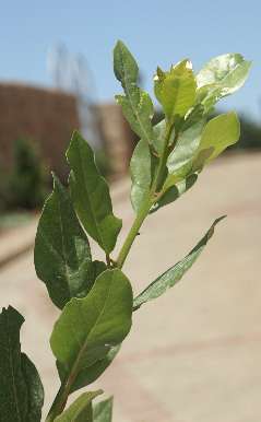 Laurus nobilis: Laurel twig