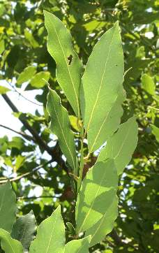 Laurus nobilis: Bay leaf twig