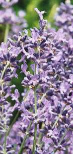 Lavandula angustifolia: Lavender flowers