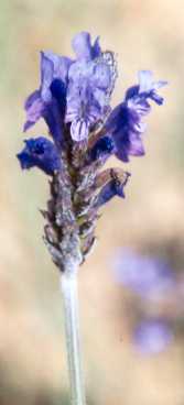 Lavandula multifida: Farnblättriger Lavendel