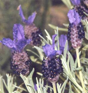 Lavandula stoechas: Spanish Lavender